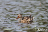 Northern Shoveler (Anas clypeata)