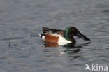 Northern Shoveler (Anas clypeata)