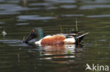 Northern Shoveler (Anas clypeata)