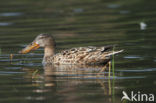 Slobeend (Anas clypeata)