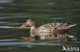 Slobeend (Anas clypeata)