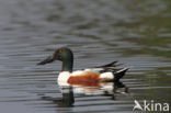 Northern Shoveler (Anas clypeata)