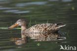 Slobeend (Anas clypeata)