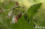 Symphytum grandiflorum