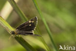 Spiegeldikkopje (Heteropterus morpheus)