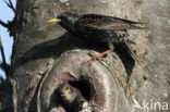 European Starling (Sturnus vulgaris)