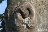 Spreeuw (Sturnus vulgaris)