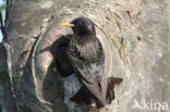 European Starling (Sturnus vulgaris)