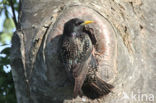 Spreeuw (Sturnus vulgaris)