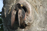 European Starling (Sturnus vulgaris)