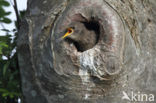 European Starling (Sturnus vulgaris)