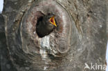 European Starling (Sturnus vulgaris)