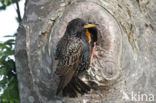 European Starling (Sturnus vulgaris)