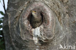 European Starling (Sturnus vulgaris)