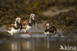 Ruddy Turnstone (Arenaria interpres)