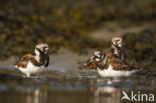 Ruddy Turnstone (Arenaria interpres)