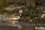 Steenloper (Arenaria interpres)