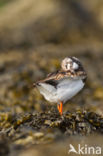 Ruddy Turnstone (Arenaria interpres)