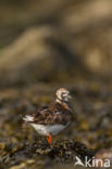 Ruddy Turnstone (Arenaria interpres)