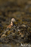 Steenloper (Arenaria interpres)