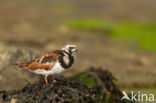 Ruddy Turnstone (Arenaria interpres)