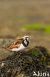 Ruddy Turnstone (Arenaria interpres)