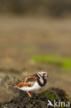 Ruddy Turnstone (Arenaria interpres)