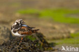 Steenloper (Arenaria interpres)