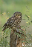 Little Owl (Athene noctua)