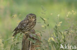 Little Owl (Athene noctua)