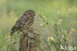 Little Owl (Athene noctua)