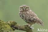 Little Owl (Athene noctua)