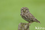 Little Owl (Athene noctua)