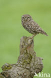 Little Owl (Athene noctua)