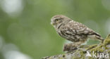 Little Owl (Athene noctua)