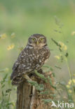 Little Owl (Athene noctua)