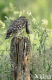 Little Owl (Athene noctua)