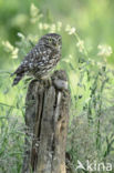 Little Owl (Athene noctua)