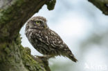 Little Owl (Athene noctua)