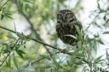 Little Owl (Athene noctua)