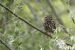 Little Owl (Athene noctua)