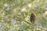 Little Owl (Athene noctua)