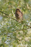 Little Owl (Athene noctua)