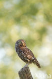 Little Owl (Athene noctua)