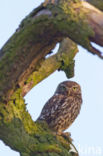 Little Owl (Athene noctua)