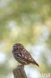 Little Owl (Athene noctua)