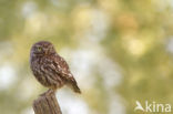 Little Owl (Athene noctua)