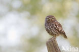 Little Owl (Athene noctua)