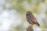 Little Owl (Athene noctua)