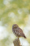 Little Owl (Athene noctua)